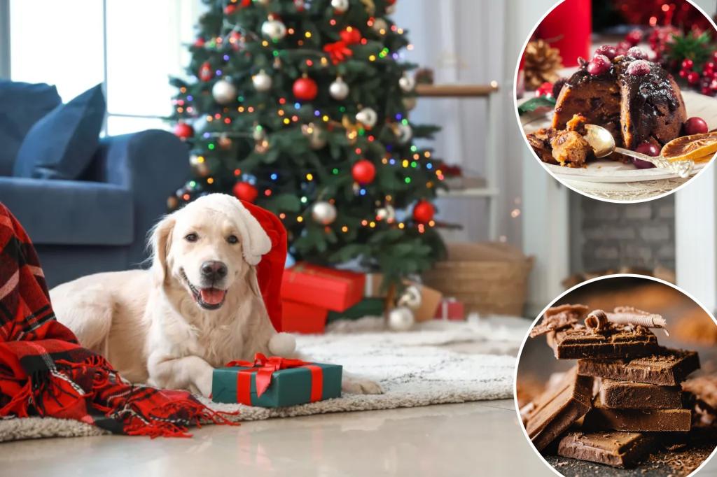 Vets warn against giving your dog these common Christmas treats: 'They may react badly'