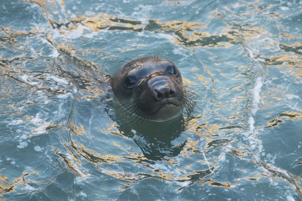 fur seal in water