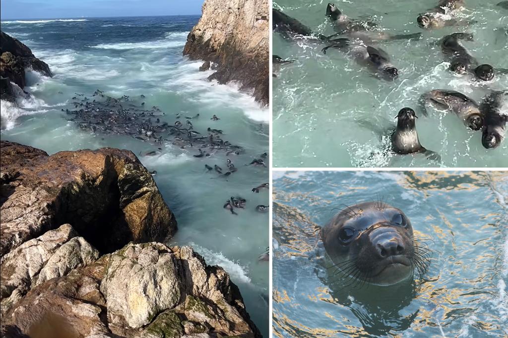 More than 400 fur seal pups spotted off San Francisco coast in 'truly remarkable' comeback