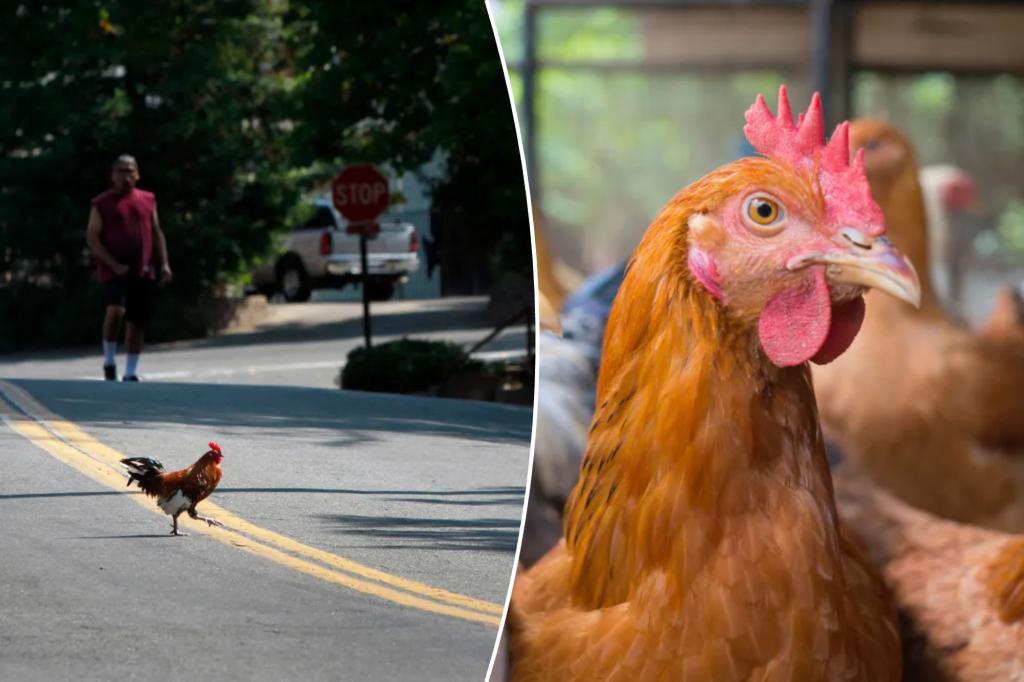 People are just now learning the true meaning of the 'Why did the chicken cross the road' joke