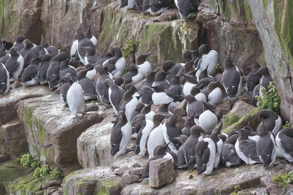 A group of guillemots at Handa Island Wildlife Reserve, a remote Scottish island with dramatic cliff views, looking for a keeper for its seabird breeding colony.