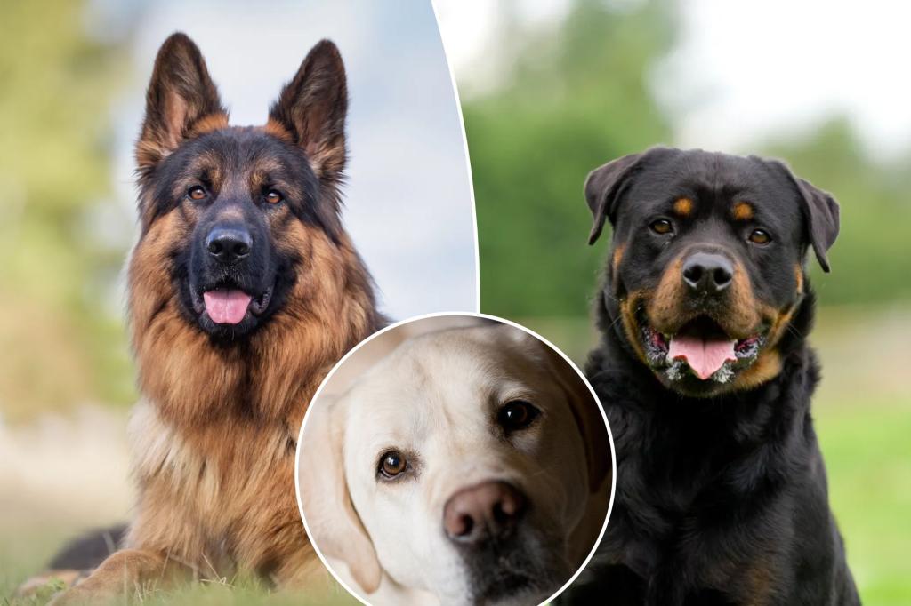 Dog trainer reveals which breed is a 'terrible' choice for families: 'Rabid lunatics'