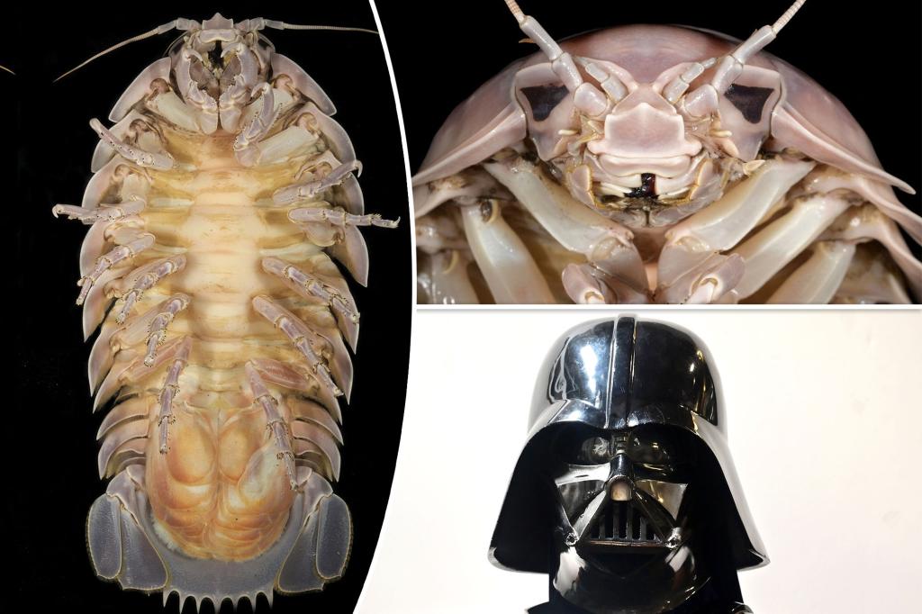 A massive new species of bug is found - and it's so terrifying, it's named after Darth Vader