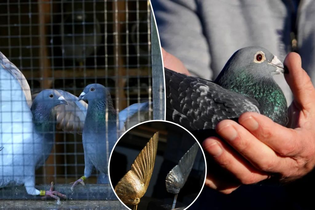 Precious pigeon racing birds worth hundreds of thousands stolen by drone, laser