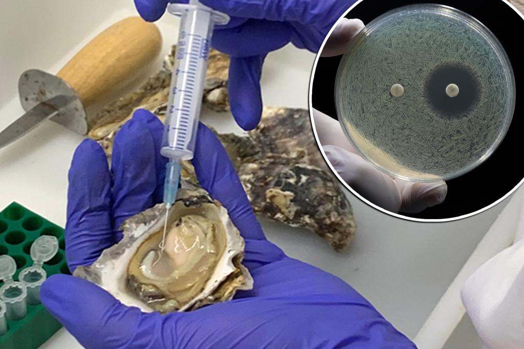 Australian oyster blood could be the secret to tackling a 'looming global health crisis'