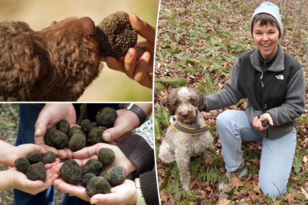 'Very exciting' new species of truffle discovered - thanks to dogs with 'incredible noses'