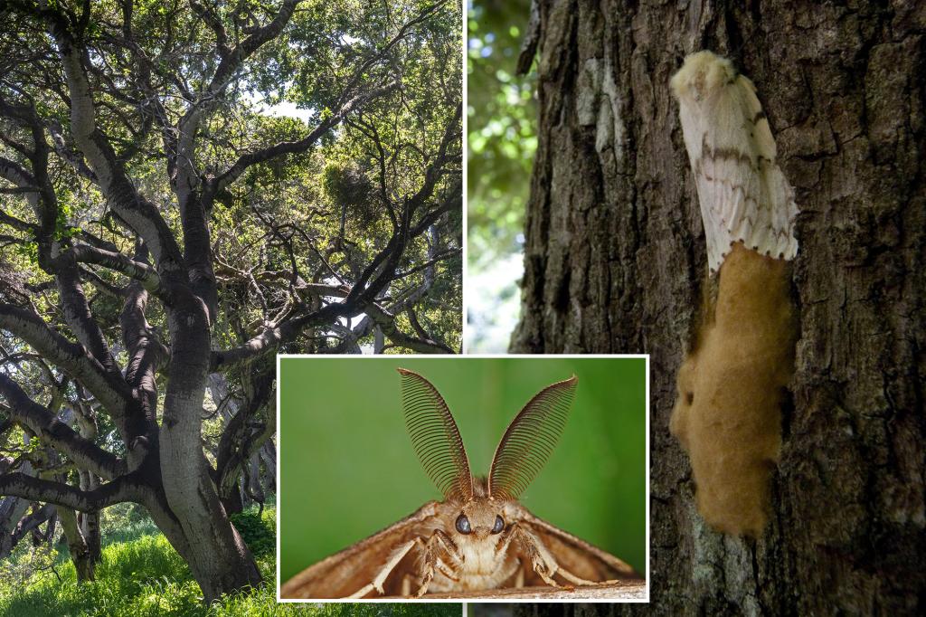 The 'gross' invasion wreaked havoc in forests - and property values: 'a very bad effect'