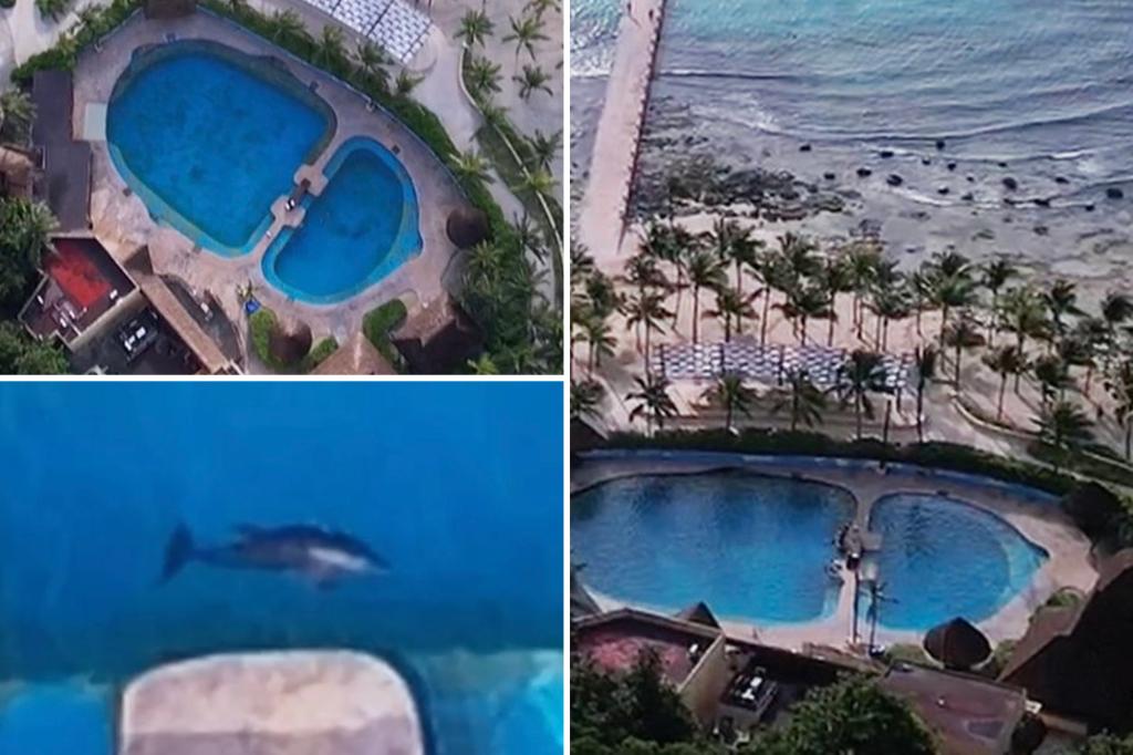 Dolphins forced to survive in shocking conditions at Luxury Resort - only meters from the ocean: 'As prisoners' criminals'