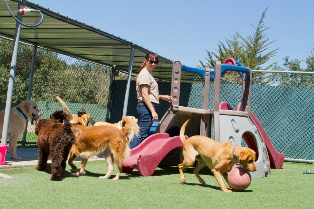 A female staff member in a Kennel who oversees some big dogs playing with a slide and a ball