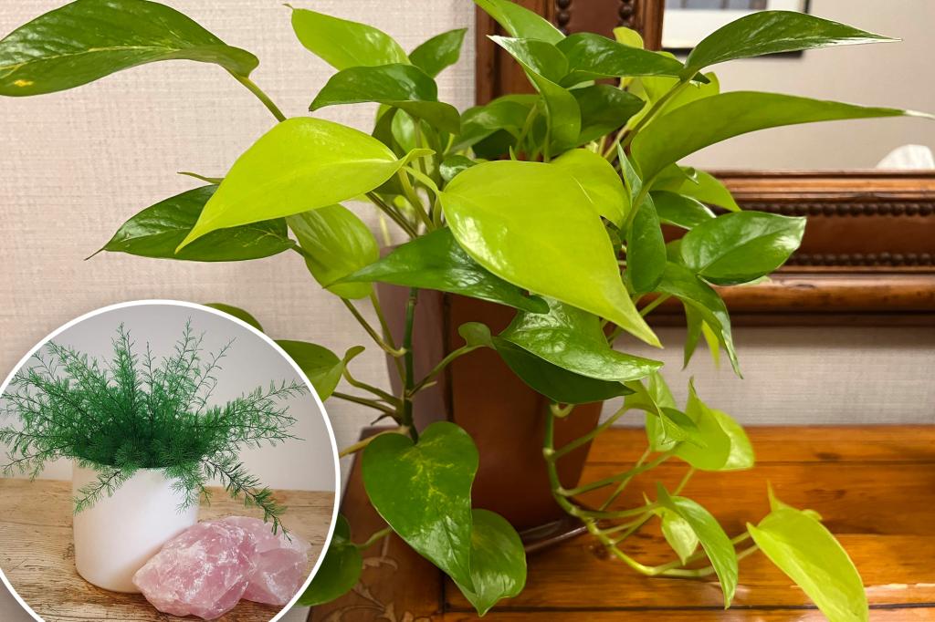 Office plants can improve your workplace, but only these with low light will bloom