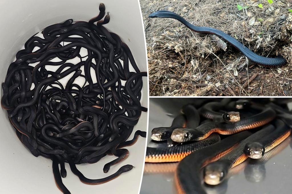 100 snakes, poisons, found in the backyard's backyard: 'I would go out!'