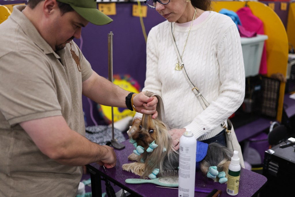 Participants who grooming their silk terries on the 149th annual annual annual Kennel Club Show in New York City, 2025.