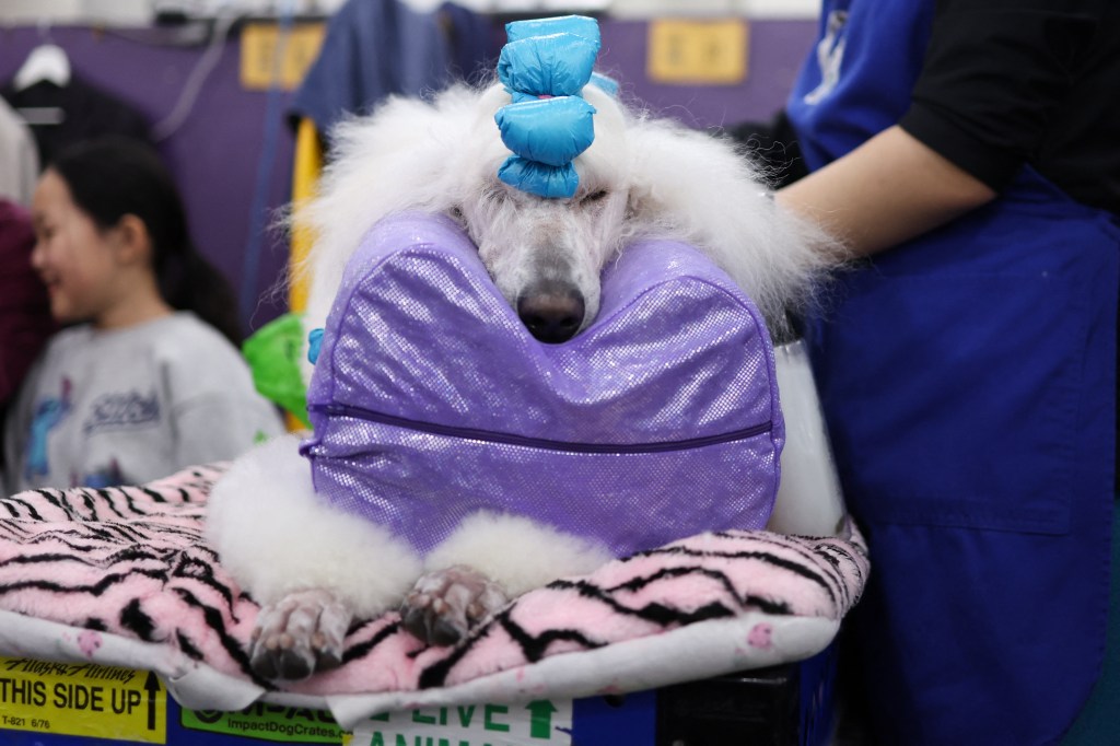 A standard poodle that is gathering at the 149th annual show of Westminster Kennel Club Dog at the New York City Center on February 10, 2025.