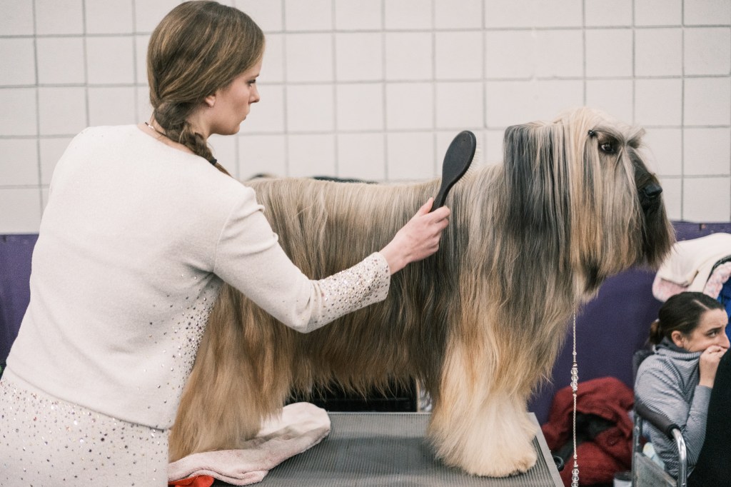 Dogs that are groomed in the bench area on the 149th annual annual dog dogs Westminster Kennel Club in Manhattan, New York