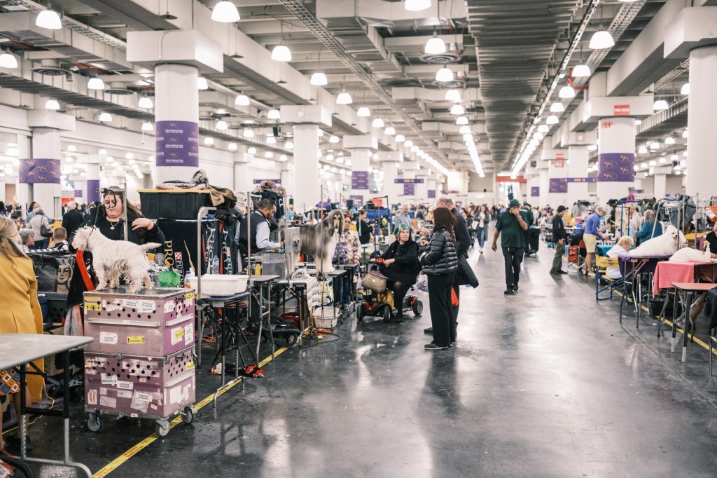 Dogs that are groomed in the Benching area on the 149th anniversary of the Westminster Kennel Club Dog Show on Jacob Javitz Center, Manhattan, NY.