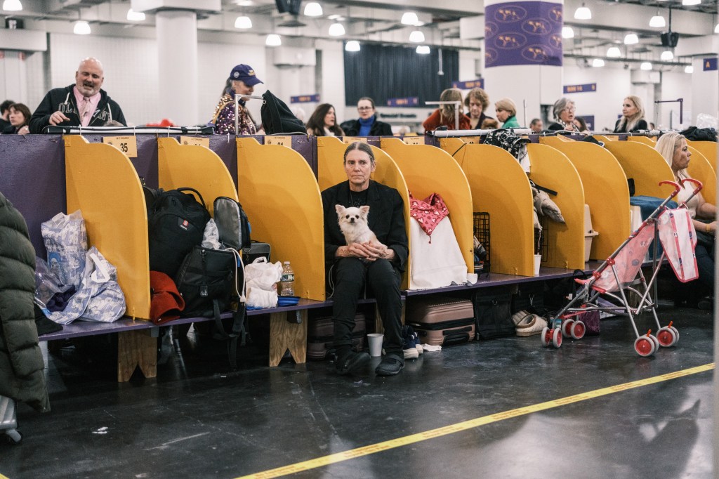 Dogs that are groomed in the Benching area on the 149th anniversary of the Westminster Kennel Club Dog Show on Jacob Javitz Center in Manhattan, New York.