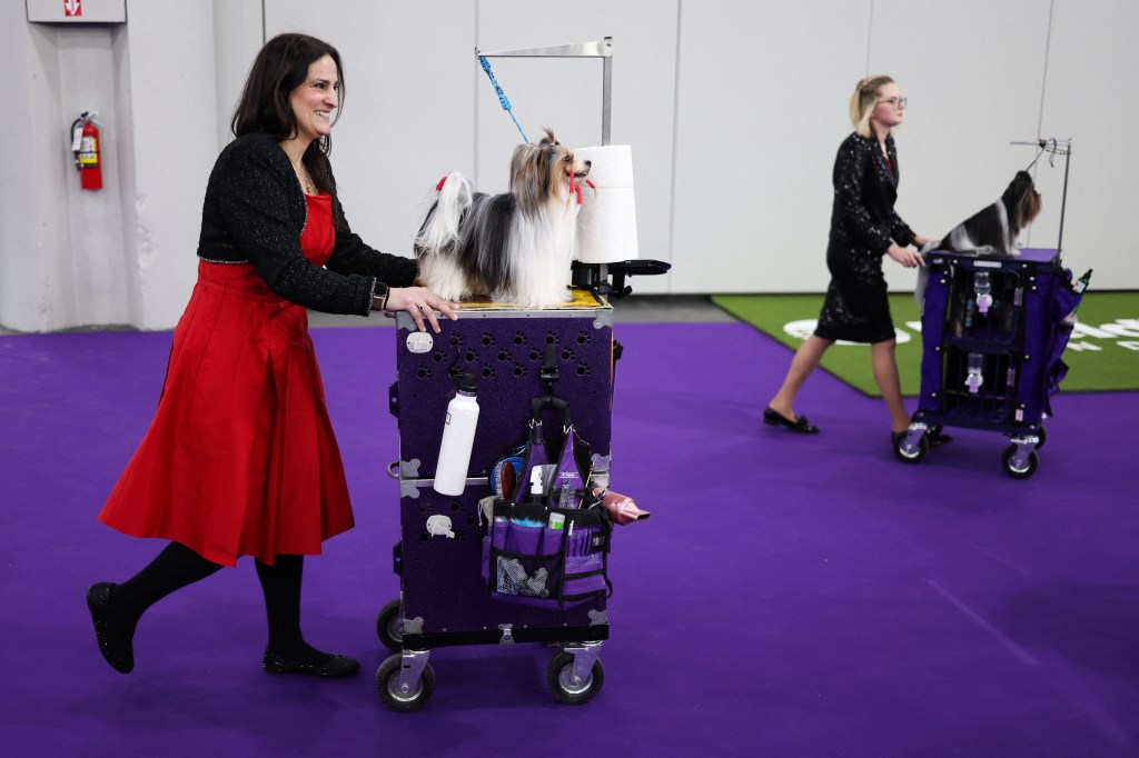 Participants pushing their Biewer terriers in a wheelchair towards the trial area on the 149th annual annual dog dogs Westminster Kennel Club in New York City, 2025