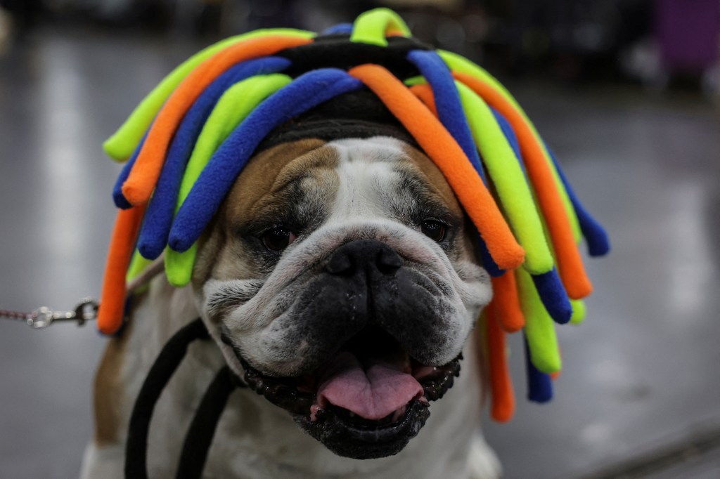 Jim Jim, a bulldog, dressed in a head decoration on the 149th anniversary of dog dogs Westminster Kennel Club in New York City, 2025