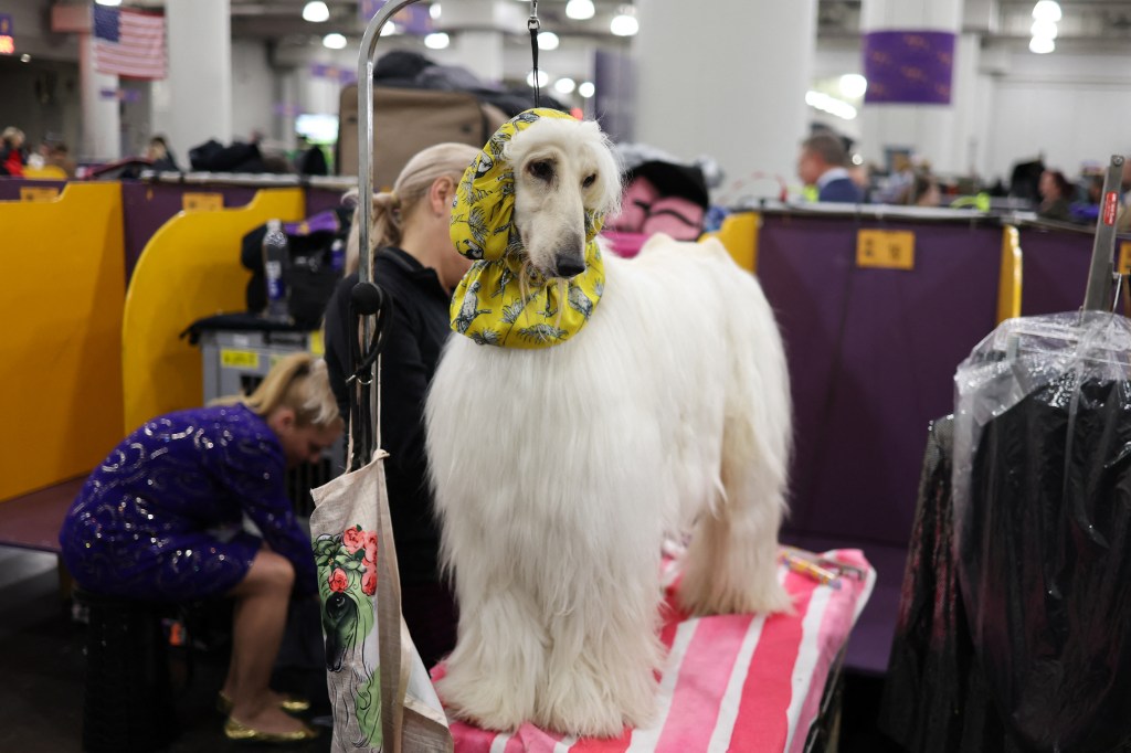 A Saluki taken care of at the 149th annual show of Westminster Kennel Club Dog in New York City, dressed in a yellow scarf on her head