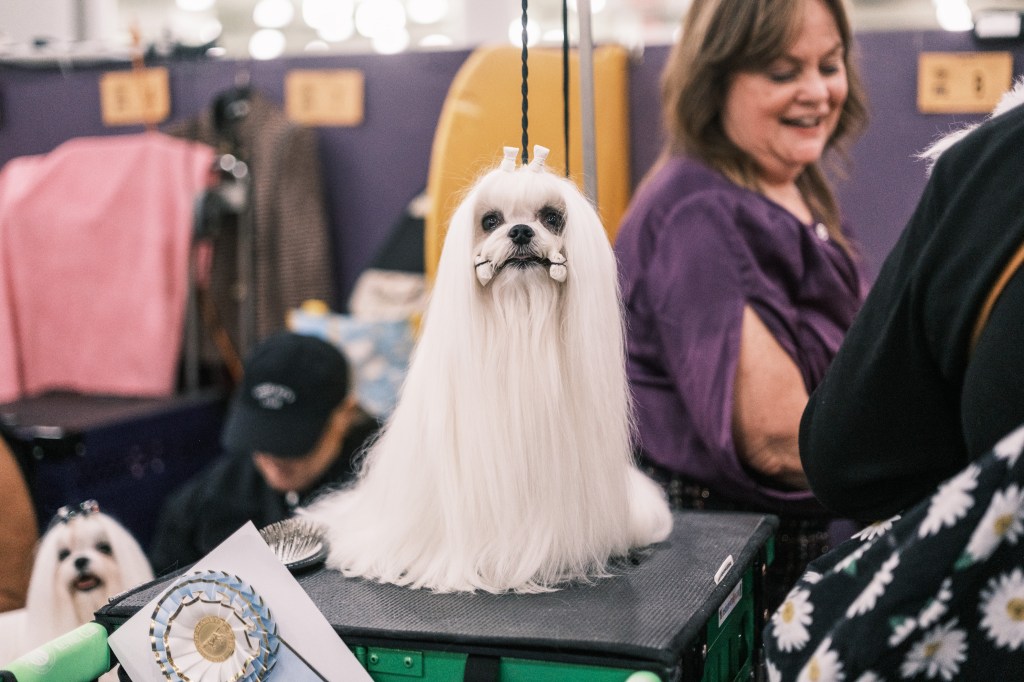 Dogs that are groomed in the bench area on the 149th anniversary annual dog dogs Westminster Kennel Club, Jacob Javitz Center, Manhattan, New York.