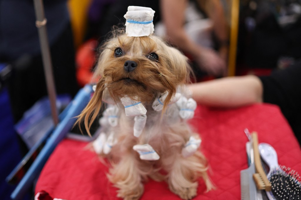 A Silky Terrier taking care of the 149th annual show of Westminster Kennel Club Dog in New York City, 2025.