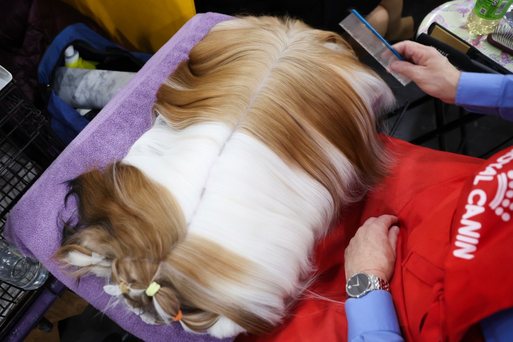 One see tzu taking her hair brushed at dog show 149 Westminster Kennel Club in New York, 2025