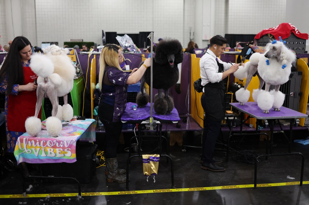 Standard Poodles gathering on the 149th annual annual Kennel Club Show's annual annual annual annual annual annual annual annual annual annual annual Kennel Dog Show in New York City, 2025.