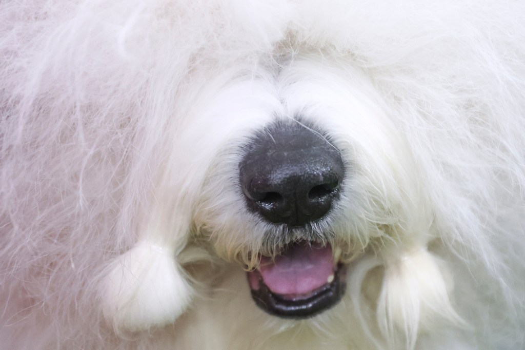 Old English old sheepdog tired before judging at the 149th Kennel Club Dogs in New York