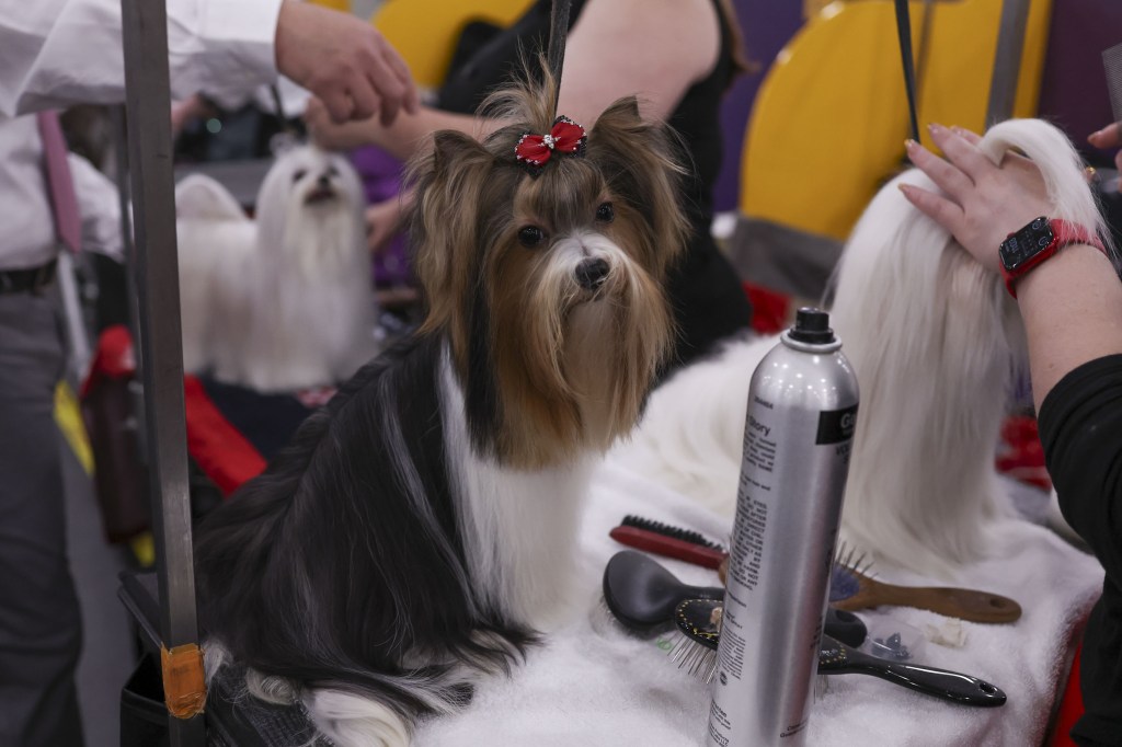 A Biewer Terrier and a Maltese that is accumulating on the 149th anniversary of Kennel Kennel Club Knus Dog in New York, Sh.BA