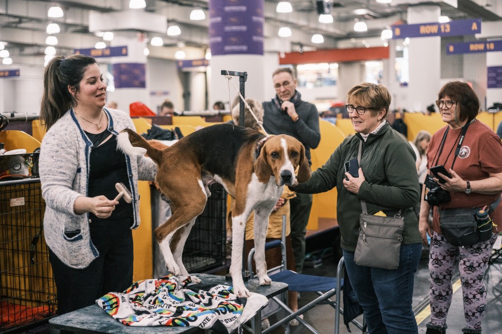 Dogs that are groomed in the Benching area during the 149th annual Westminster Kennel Club Dog Show at Jacob Javitz Center in Manhattan, NY