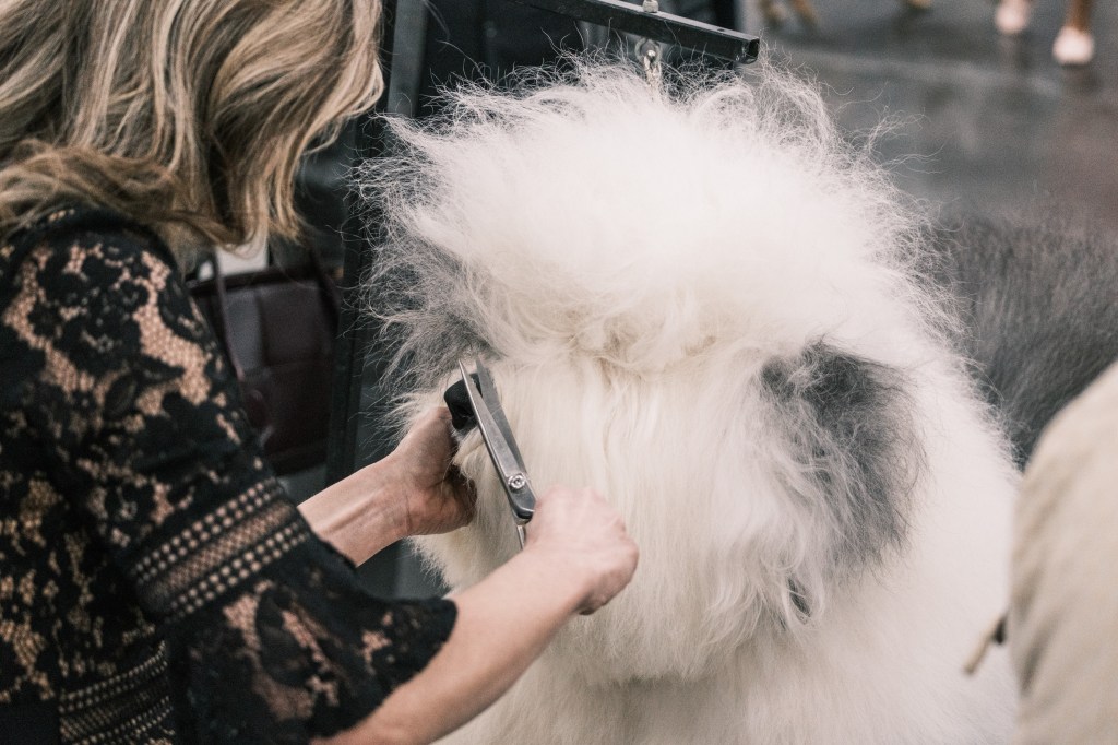 Dogs that are groomed in the Benching area on the 149th anniversary annual dog dogs Westminster Kennel Club in Manhattan, New York.