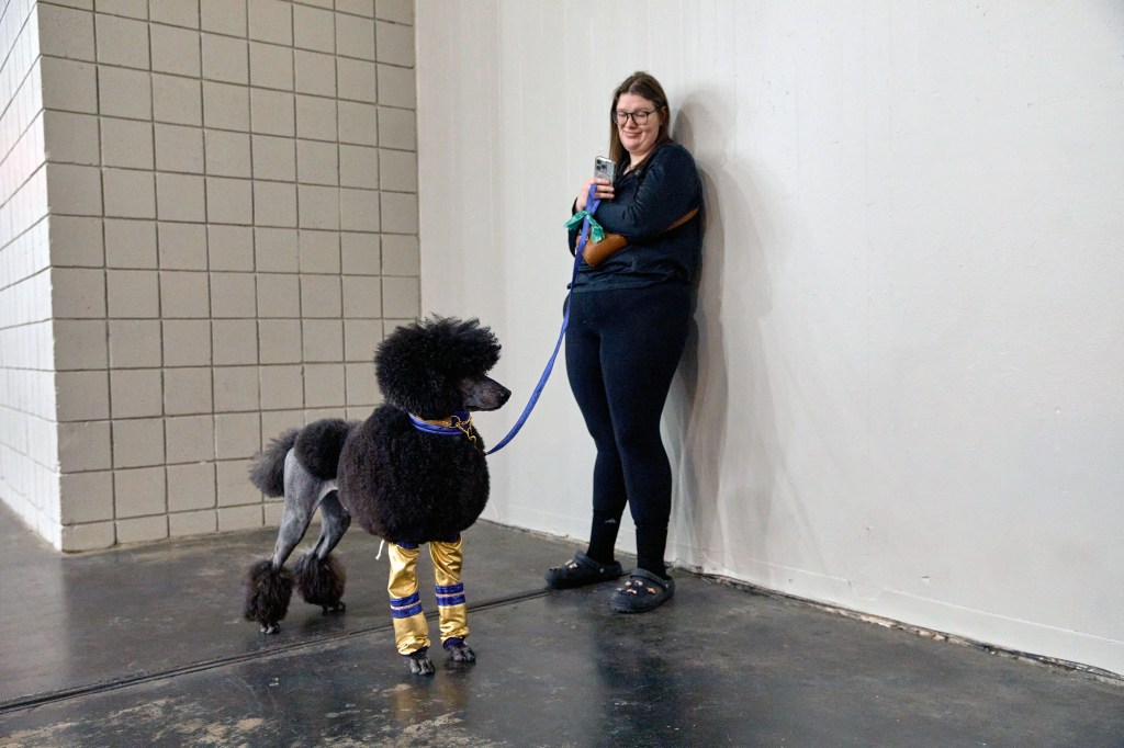 Handler with its poodle on the 149th anniversary annual Westminster Kennel Club Dog Show in New York City