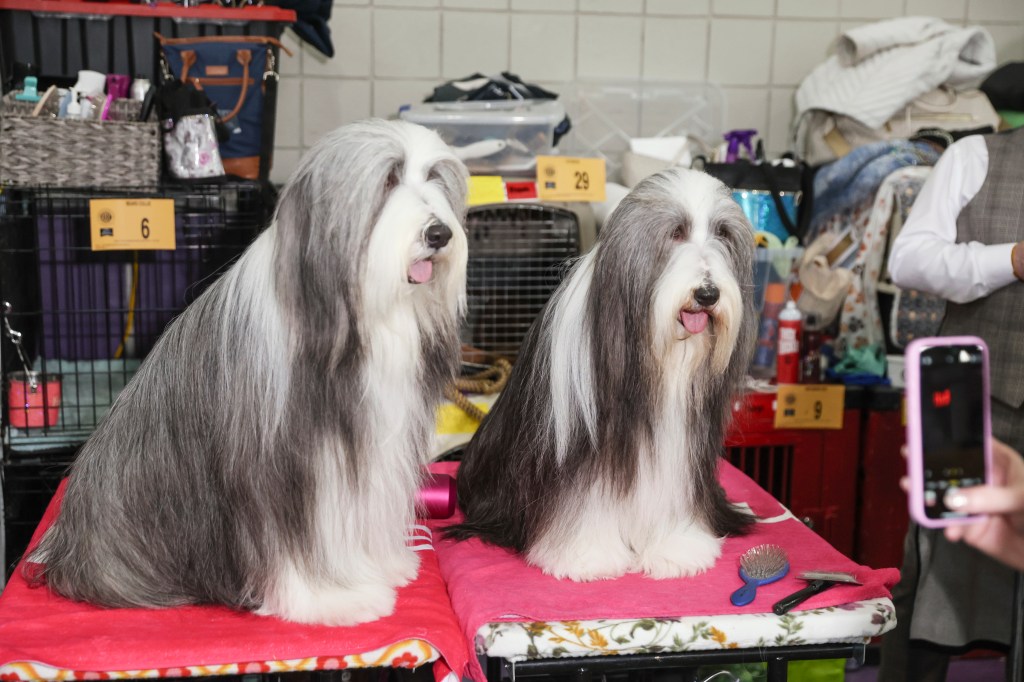 Two bearded colies posing for a photo at the 149 Westminster Kennel Club dog show in New York