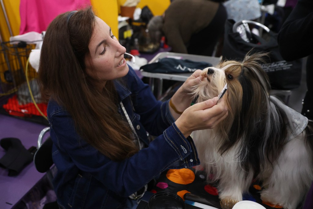 Dogs that are groomed in the Benching area in 149 Westminster Kennel Club Dog Show in New York