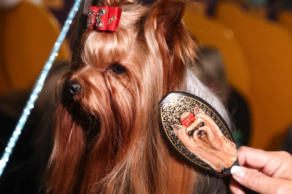 Yorkshire Terriers taking care of the bench area in the dog showing 149 Westminster Kennel Club in New York.