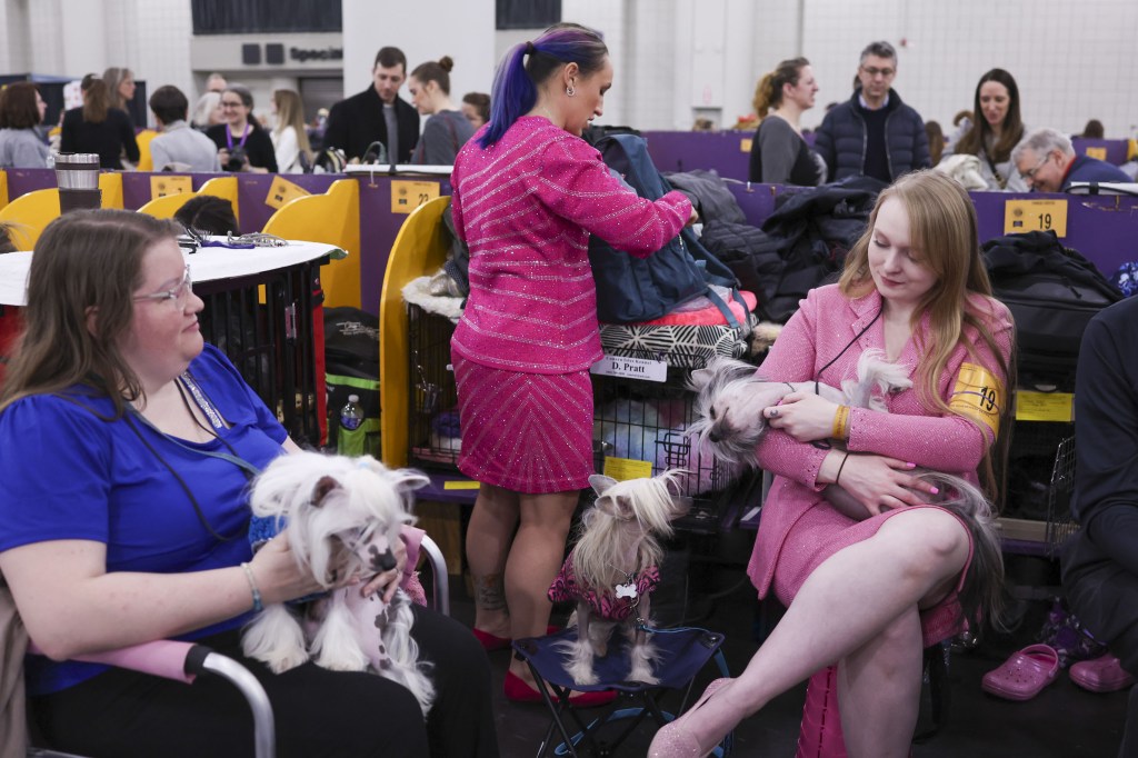 Crussed Chinese Holders and Dog Holders Sitting Together During the 149th Annual Dogs of Westminster Kennel Club at Javits Center in New York