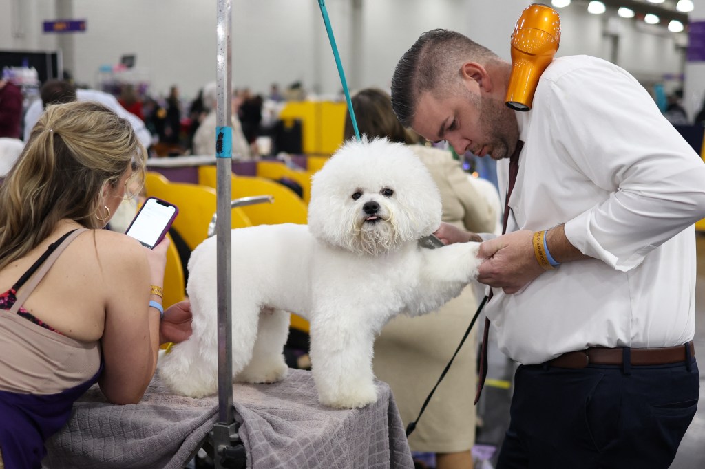 Bichon Frieze taking care of the 149th annual Westminster Kennel Club dog show in New York City, 2025