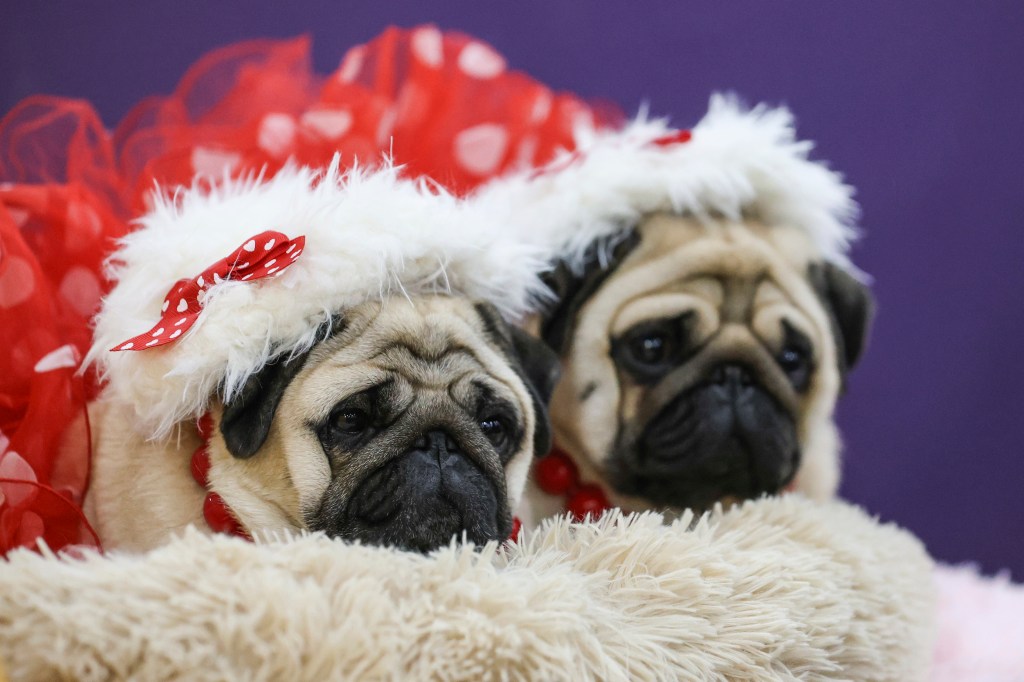 Minced pug sitting in the bench area during the 149 Westminster Kennel Club dog show in New York.