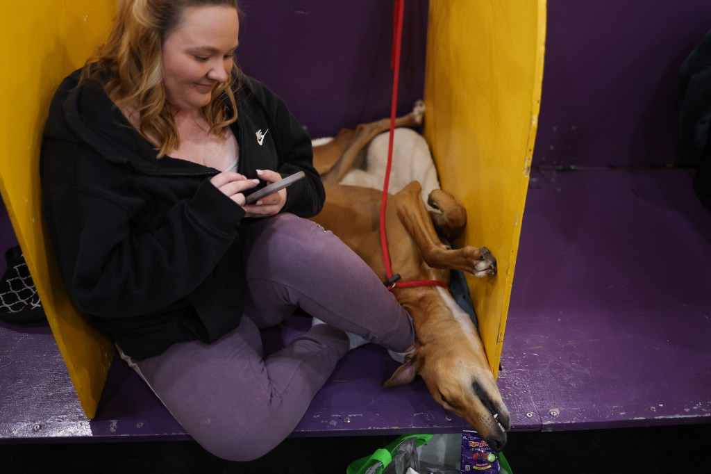 A dog that opens next to its owner on 149th anniversary of the Kennel Club Club dog in New York City