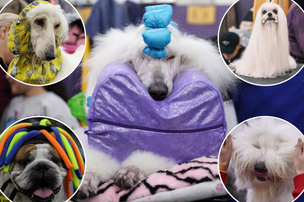 Cubs Pet Strut at NYC for 149 Westminster Kennel Club Dog Show: Photos