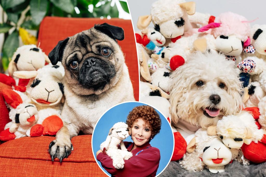 Exclusive | Chop lamb suddenly the hottest toy of viral dogs - and NYC pets owners are trying to continue: 'king of lambies'