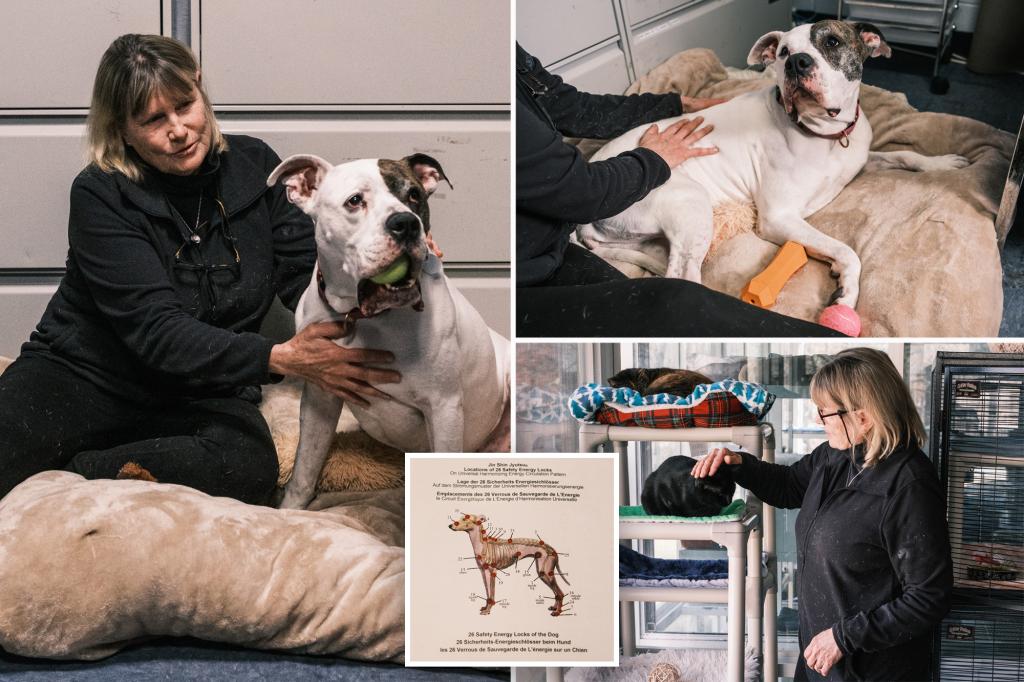 Retirement Nursing Long Island, the health teacher uses ancient technique to calm animals anxious: 'Like humans'