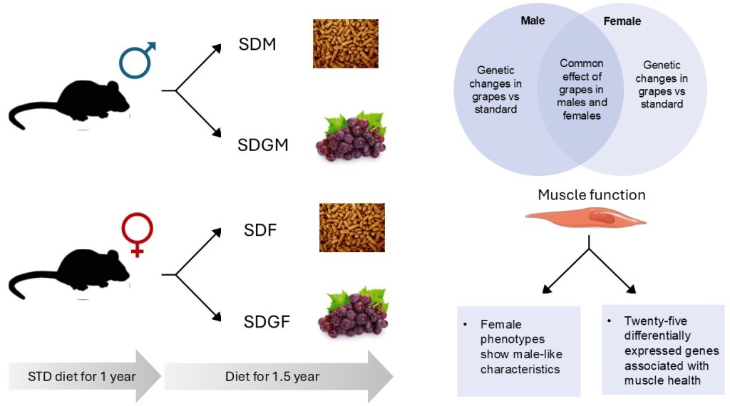 This graph shows how the study worked and how the results changed between male and female mice.