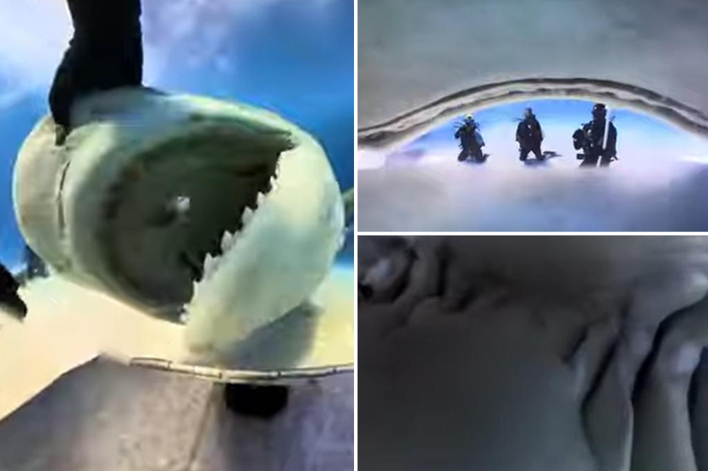 Shocking video shows what it would be like to eat by a shark