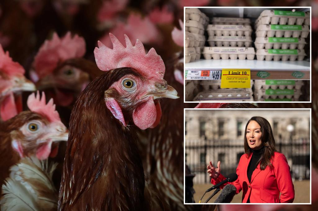 Egg prices can still be dumped 40% this year, as Trump admin separates the bird's flu plan 1b $