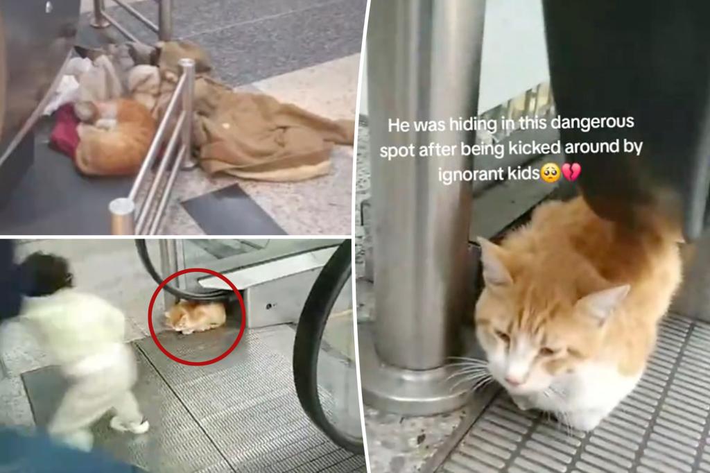 'Deserve to be in prison': Cat left behind at the airport by the called owner - but has a touch result