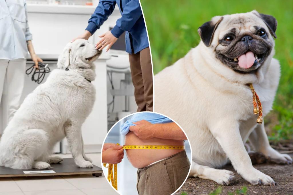 What do weird and stupid dogs have in common - and what tells us about losing weight