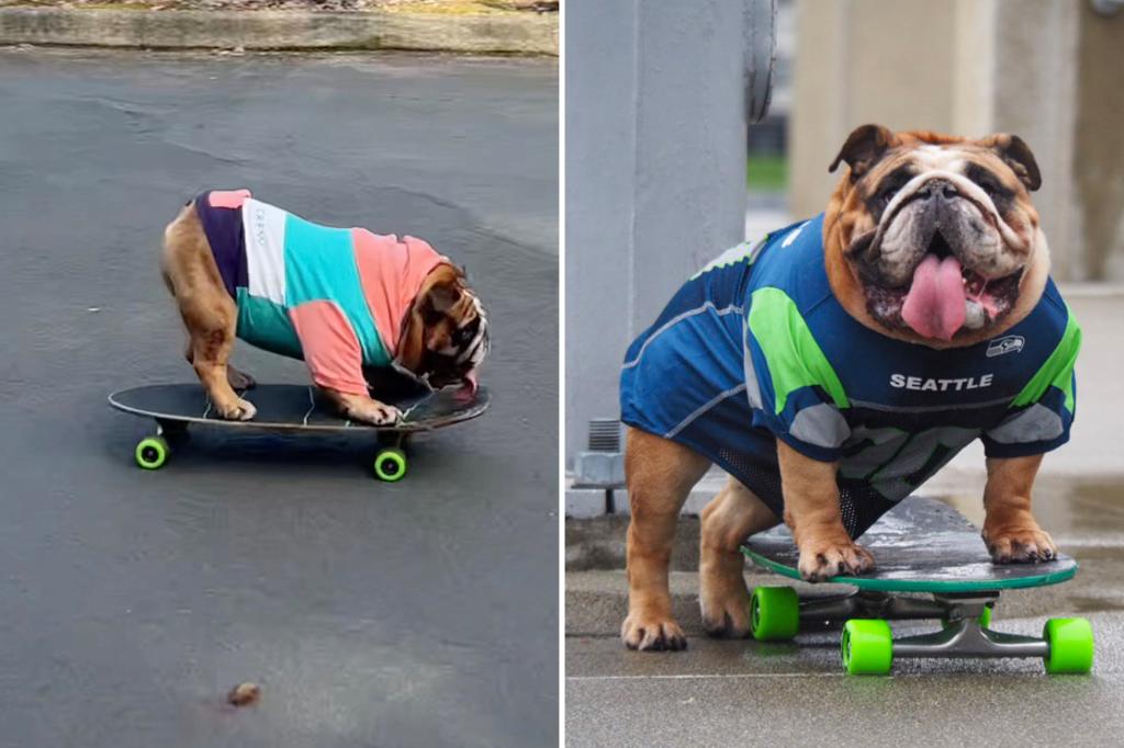 Exclusive | Ruffin 'and Ridin' Bulldog goes viral in tiktok for his skateboarding skills